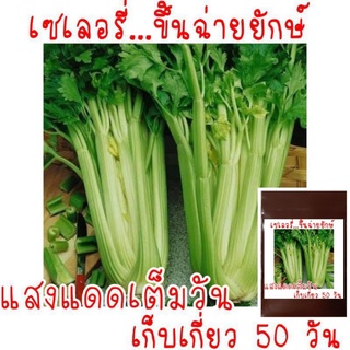 ภาพหน้าปกสินค้า300 เมล็ด เมล็ดพันธุ์ เซเลอรี่ (celery) ขึ้นฉ่ายฝรั่งต้นใหญ่ ที่เกี่ยวข้อง