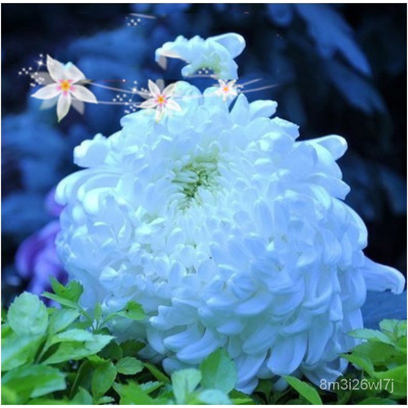 เมล็ดพันธุ์-ถูก-คละ-เมล็ดพันธุ์-ดอกเบญจมาศ-aster-chrysanthemum-flower-seeds-เเมล็ดดอกไม้-บรรจุ-200-เมล็ด-คุณภาพดี-ราคาถ