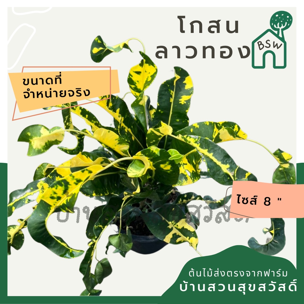 โกสน-ลาวทองส่งพร้อมกระถาง-8-นิ้ว