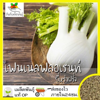 เมล็ดพันธุ์ เฟนเนล ฟลอเรนท์ เมล็ด Florence Fennel Seed เมล็ดพันธุ์แท้50 เมล็ด (ไม่ใช่พืชที่มีชีวิต)