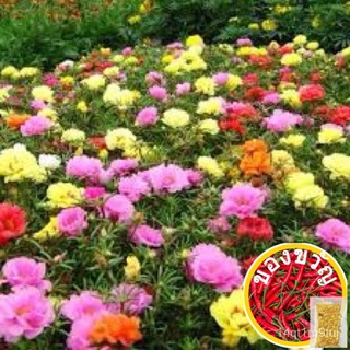 1pack seeds Portulaca Rose jepun Mix colour sun plantขึ้นฉ่าย/ทานตะวัน/เด็ก/​​กระโปรง/เสื้อ/ผักชี/มักกะโรนี/มะละกอ/สวน/ด