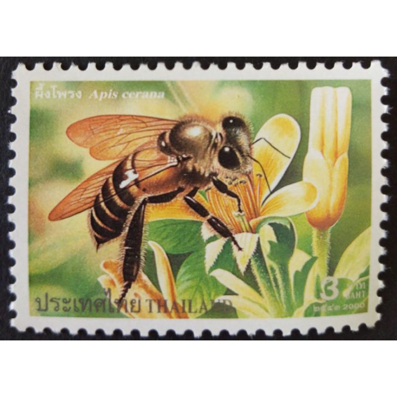 ภาพสินค้าปี 2543 ชุดผึ้งชนิดต่างๆ จากร้าน sazinoo บน Shopee ภาพที่ 4