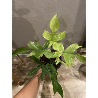 philodendron florida ghost mint