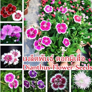 （รับประกันหลังการขายงอก100%）บอนสีสวยๆ 200 เมล็ด เมล็ดพันธุ์ ดอกผีเสื้อ Dianthus Flower Seeds บอนสีหายาก เมล็ดพันธุ์ เป็น