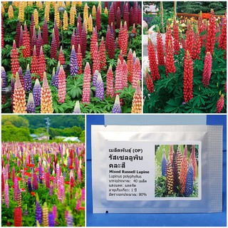 เมล็ดพันธุ์ ดอกรัสเซลลูพิน คละสี (Mixed Russell Lupine Seed) บรรจุ 40 เมล็ด คุณภาพดี ราคาถูก50 เมล็ด (ไม่ใช่พืช)