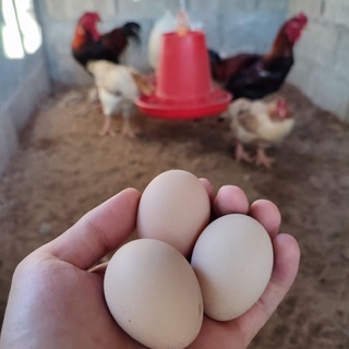 ราคาไข่เชื้อ ไก่ตีนโตหรือไก่ดองเต๋าเวียดนามแท้ สำหรับฟัก