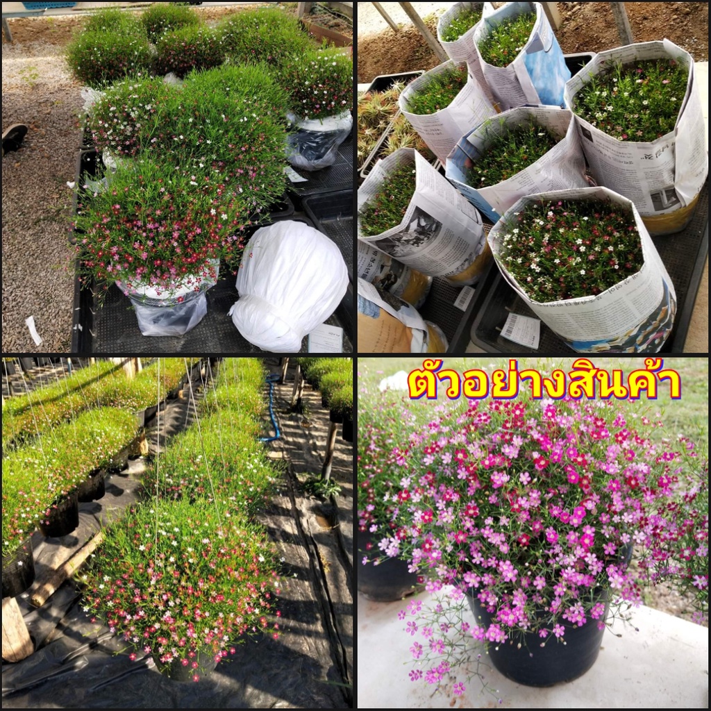 1กระถาง-vาย-ต้นพันธุ์-ดอก-ต้น-ยิปโซฟิลล่าดอกหอม-gypsophila-ยิปโซฟิลล่า-ดอกหอม-ยิปโซฟิล่า-จิบโซ-ยิบโซ-ยิปโซ-ฟิล่า-ส