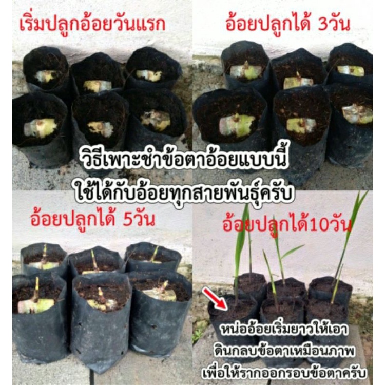 ท่อนพันธุ์อ้อยสุพรรณบุรี-50-จำนวน-40-ข้อตา-50-บาท