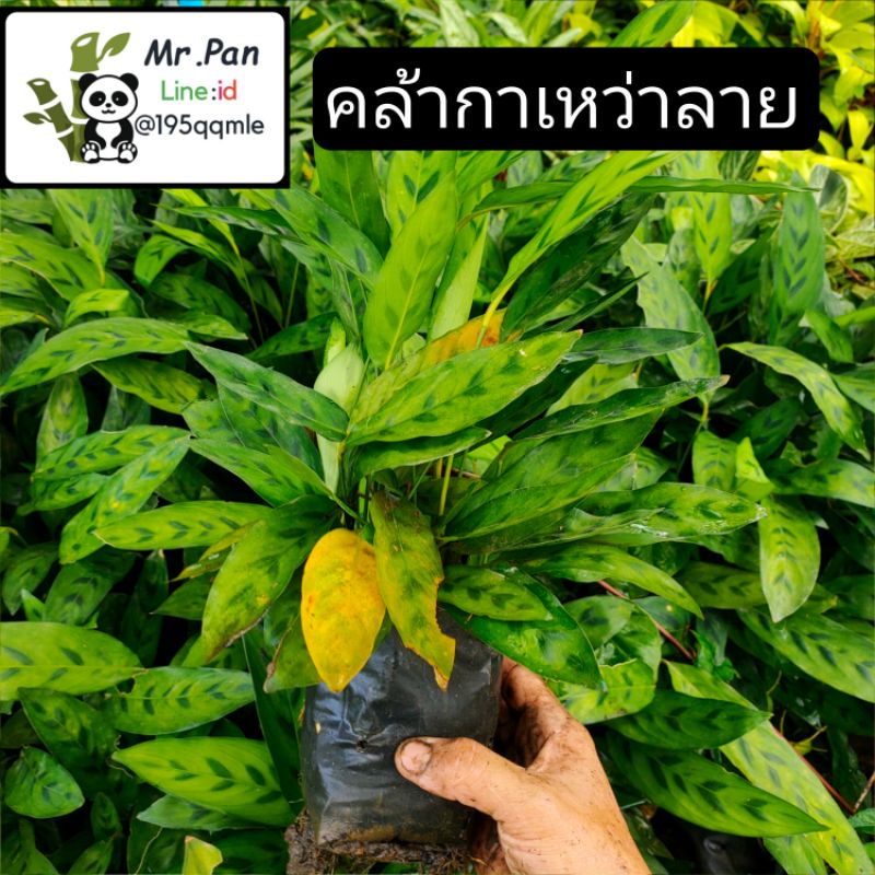 คล้ากาเหว่าลาย-เพาะถุงดำ-ต้นคล้า