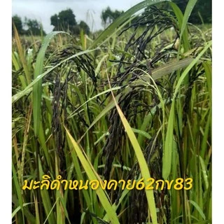 เมล็ดพันธุ์ข้าว มะลิดำหนองคาย62หรือกข83เป็นข้าวไม่ไวแสงปลูกได้ตลอดทั้งปี ขนาด1กิโลกรัม photo