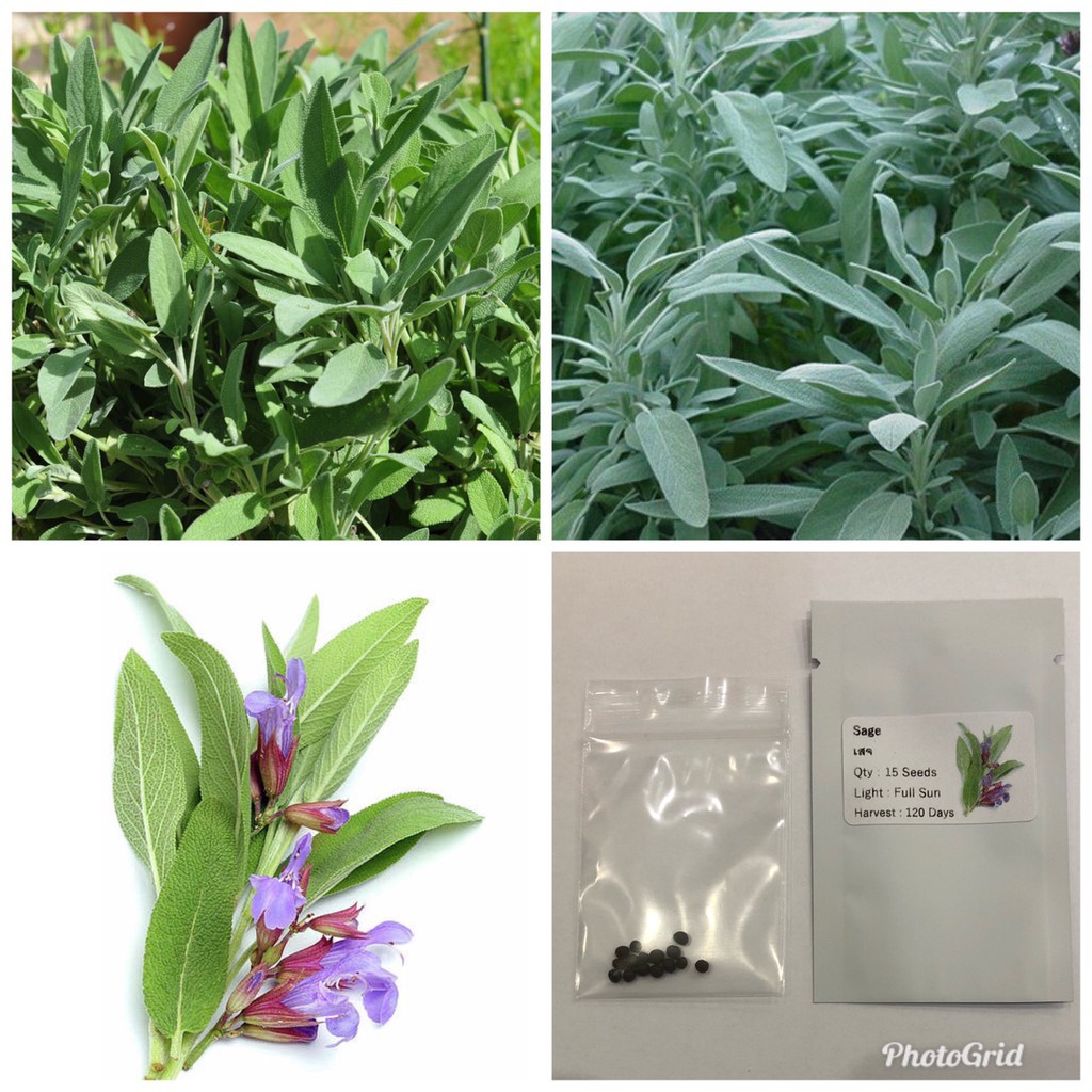 เสจ (เมล็ด) Sage Seed | Shopee Thailand