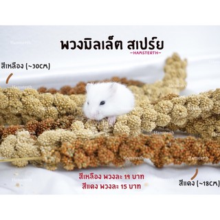 ราคา[Hamsterthailand] มิลเล็ตสเปรย์ พวงมิลเล็ต ธัญพืช ขนม แฮมสเตอร์ อาหาร สำหรับสัตว์ฟันแทะ เม่นแคระ แฟตเทล