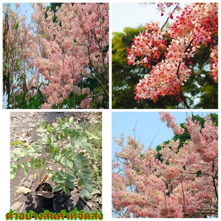 (2ต้น) (ขาย ต้นพันธุ์) ดอก ต้น กัลปพฤก หรือ คูน สีชมพู กัลปพฤก คูนสีชมพู happy กัลปพฤกษ์