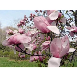 ต้นจำปีชมพู พันธุ์พิงค์กี้, magnolia Pinky ดอกสีชมพูอ่อน