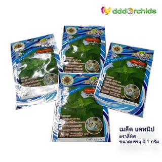 เมล็ดพันธุ์แคทนิป (สมุนไพรแมว) Catnip seeds แพ็ค 4 ซอง : ร้าน dddOrchids