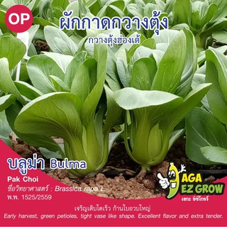 เมล็ดพันธุ์ กวางตุ้งฮ่องเต้ บลูม่า บรรจุ 5 กรัม [โปรโมชั่น ซื้อ10ซอง แถมฟรี 1ซอง]