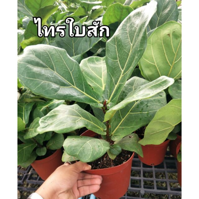 ต้นไม้-ไทรใบสัก-ราคาถูก