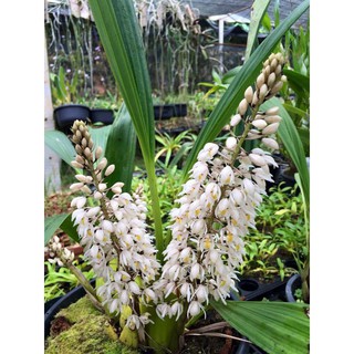 กล้วยไม้พันธุ์แท้เอื้องเทียนมัลติฟลอร่า Coelogyne multiflora ไม้สุลาเวสี อินโดนีเซีย 1 กระถางเล็ก