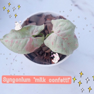 Syngonium Milk Confetti กระถาง 3 นิ้ว