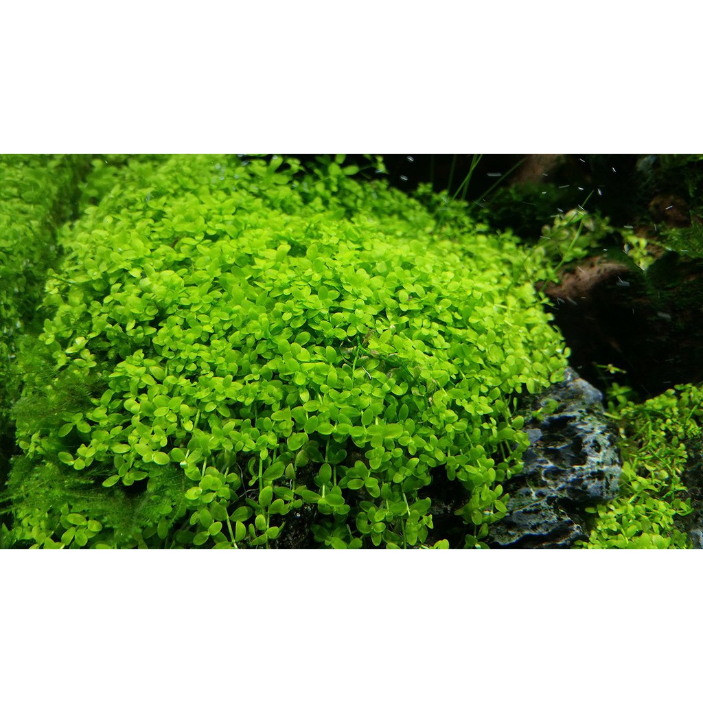 ต้นไม้น้ำ-เพิร์ลกราส-micranthemum-tweediei-ใบบก