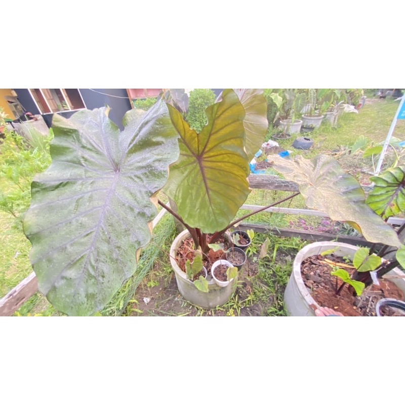 colocasia-black-onyx-โคโลคาเซีย-แบล็ค-โอนิกซ์