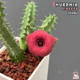 เก๋งจีน Huernia Pinkeye แคคตัส กระบองเพชร cactus&amp;succulent