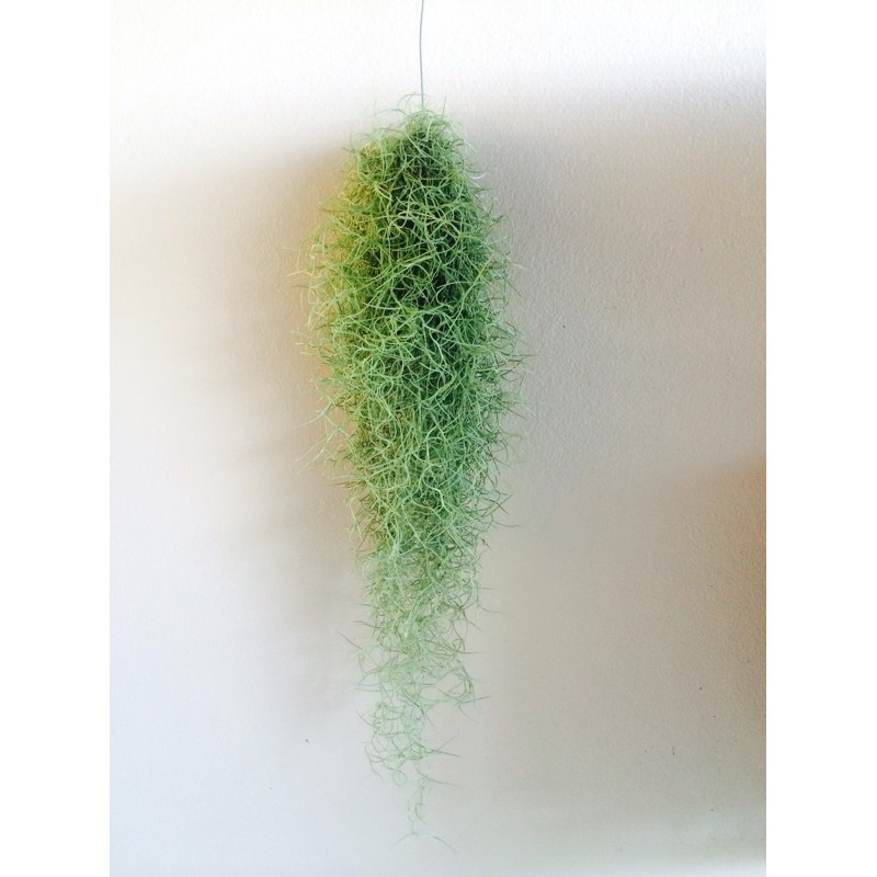 รูปภาพของเคราฤาษี พืชฟอกอากาศ ️ หนวดฤาษี Spanish mossลองเช็คราคา