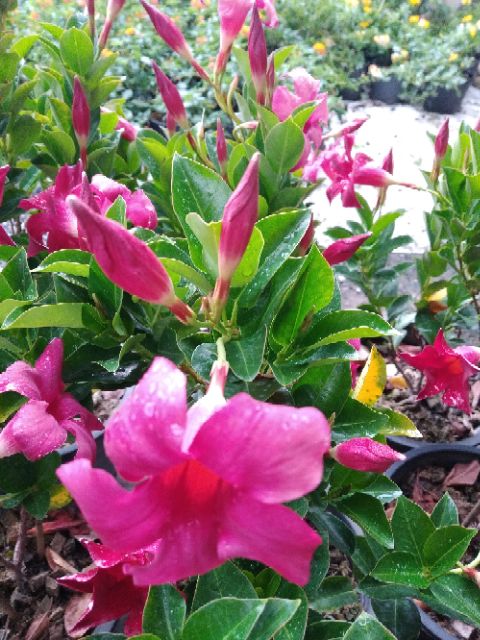 ต้นจันดารา-ดอกสีสวย-ใบสวย