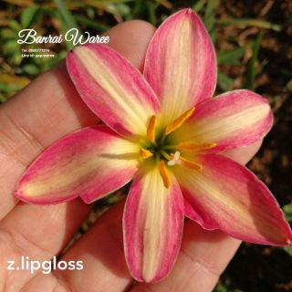 บัวดิน​ ลิปกลอส​ z.lipgloss