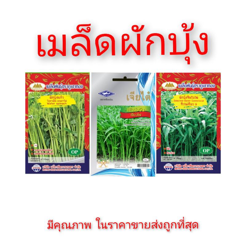 ด่วน-เมล็ดผักบุ้ง-ราคาส่ง