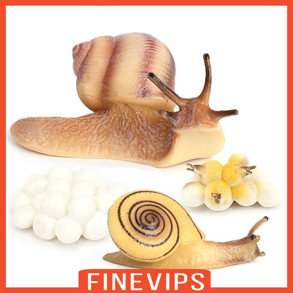 finevips-realistic-plastic-snail-growth-cycle-plastic-life-cycle-snail-model-biology-toys