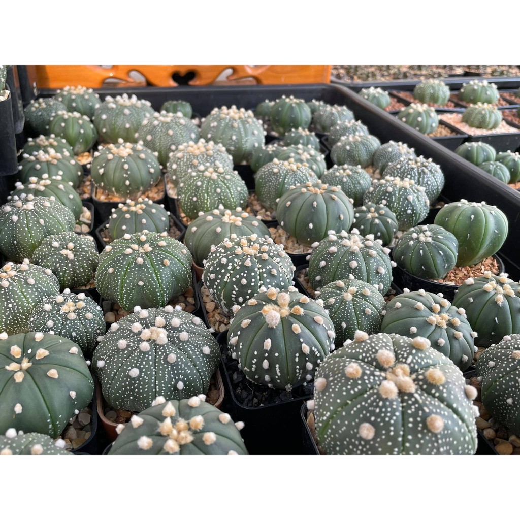 แอสโตร-แอสโตรไฟตัม-แอสโตร-super-kabuto-astrophytum-ราคาเบาๆขนาดกำลังน่ารักๆ-กระถาง-2-นิ้ว-หัวใหญ่ๆราคาเบาๆ