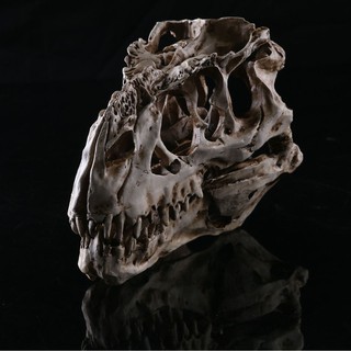JAPAN โมเดล หัวกะโหลกไดโนเสาร์ Dinosaur Tyrannosaurus Rex วัสดุ เรซิ่น
