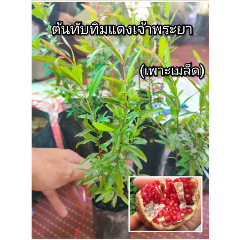 ต้นทับทิมแดงเจ้าพระยา ต้นกล้าทับทิม (เพาะเมล็ด) | Shopee Thailand