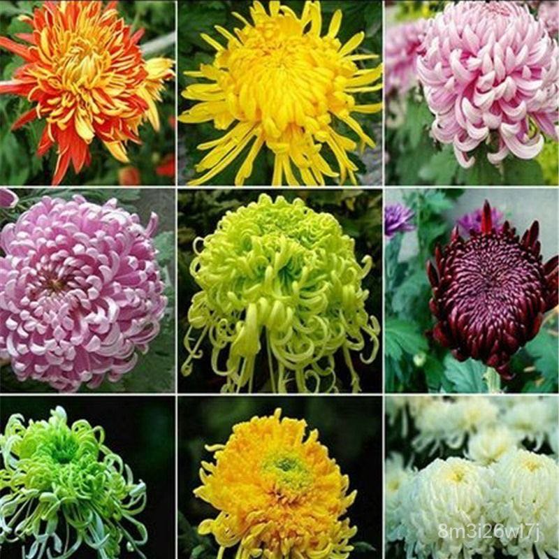 เมล็ดพันธุ์-ถูก-คละ-จุดประเทศไทย-100ชิ้น-แพ็ค-of-rare-large-chrysanthemum-seeds-เมล็ด-ตกแต่งสวน-กระถาง-flower-seeds-ต้น