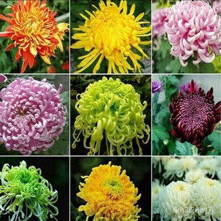 （เมล็ดพันธุ์ ถูก คละ）จุดประเทศไทย 100ชิ้น/แพ็ค of Rare Large Chrysanthemum Seeds เมล็ด ตกแต่งสวน กระถาง Flower Seeds ต้น