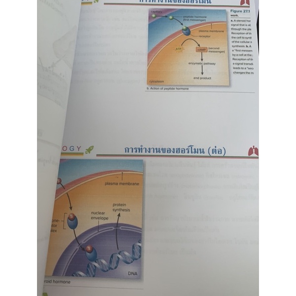 ชีทชีวะ-ระบบต่อมไร้ท่อ-มือ-2-ใช้กระดาษรีไซเคิล-biology