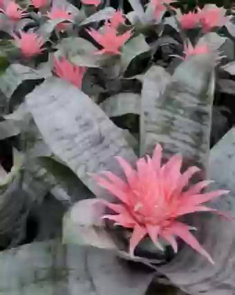 1ต้น-ต้น-aechmea-fasciata-ต้นสับปะรดสี-สี-ชมพู-สีดอกชมพู-สับปะรดสี-สับปะรดสีชมพู-สับปะรด-ต้นสับปะรด-สับปะรดประดับ-ทษณ