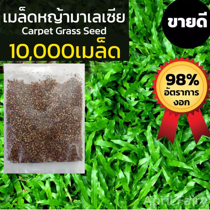 10000เมล็ด-เมล็ดหญ้ามาเลเซีย-เมล็ดหญ้ามาเล-หญ้ามาเลเซีย-เมล็ดหญ้ามาเลย์-tropical-carpet-grass-lawn-หญ้าปูสนาม-สนามหญ้า