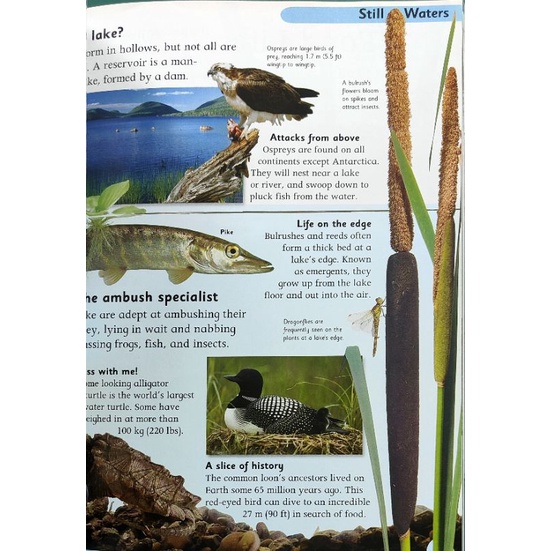 หนังสือเด็กมือสอง-nature-encyclopedia-first-reference-by-dorling-kindersley-หนังสือเด็กภาษาอังกฤษ