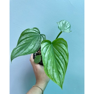 Philodendron mamei silver could 🌿 1 แถม1