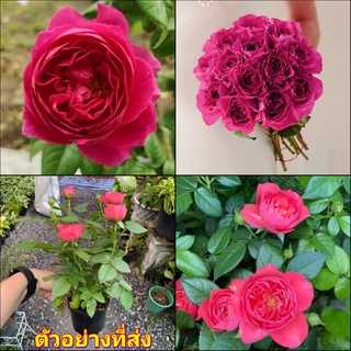 (1ต้น) ดอก ต้น กุหลาบ เคท Kate rose buncha