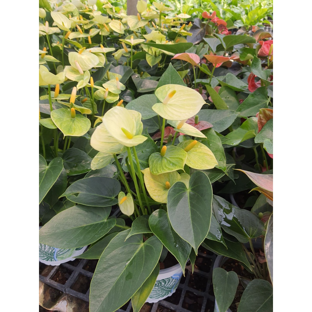 ดอกหน้าวัว-สีเขียวโทนเหลือง-หน้าวัว-anthurium-andreanum