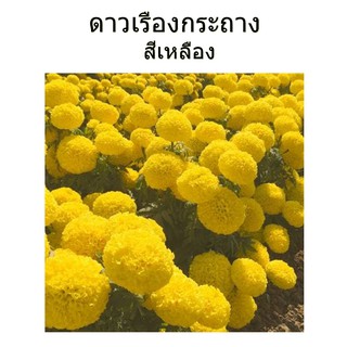 100 เมล็ด -เมล็ดพันธุ์ดาวเรือง ดอกสีเหลือง ต้นเตี้ย เหมาะปลูกประดับในกระถาง หรือเป็นแนวพุ่มริมสวน : ร้าน dddOrchids