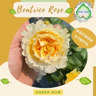 Flower Garden F519 กุหลาบ Beatrice (เบียทรีต) สีเหลืองดอกหอม  แบบถุง *ติดดอก