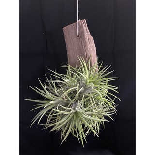 Tillandsia Ionantha ไอโอนันทา เกาะตอไม้