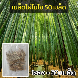 เมล็ดพันธุ์ไผ่โมโซ 50เมล็ด เมล็ดไผ่ ไผ่โมโซ เมล็ดไผ่โมโซ  moso bamboo Phyllostachys edulis mozo