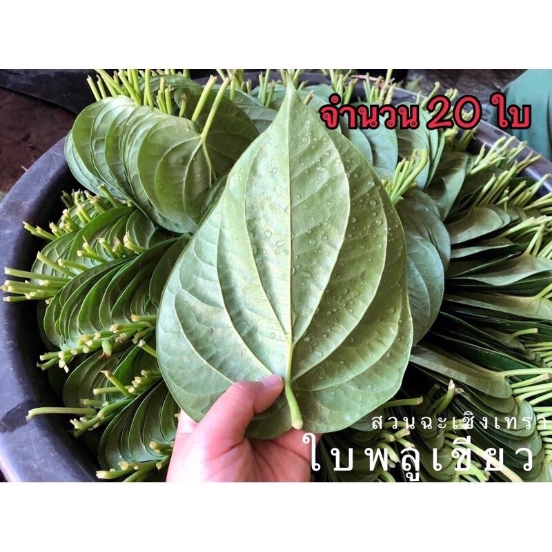 ใบพลูเขียว-พลูกินหมาก-ใบพลูไหว้-ใบพลูสวนแปดริ้ว-ราคา1-เรียง-20ใบ-betel-leaves-with-betel-nut-20pcs