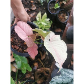 ออมชมพู. Syngonium Pink Allusion