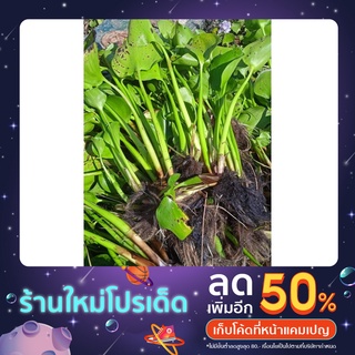 ผักตบชวาใหญ่ น้ำหนัก 1 กิโล